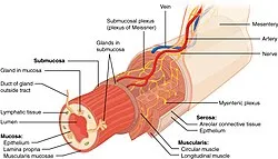 GI tract layers with enteric nervous system plexuses