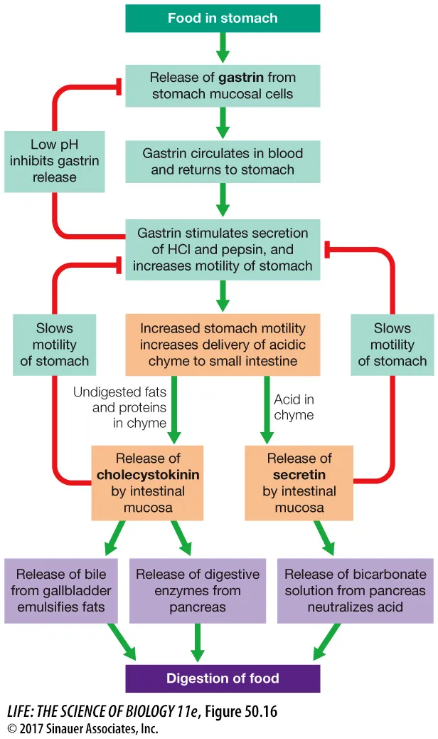 Gastrin, CCK, and Secretin in Digestion