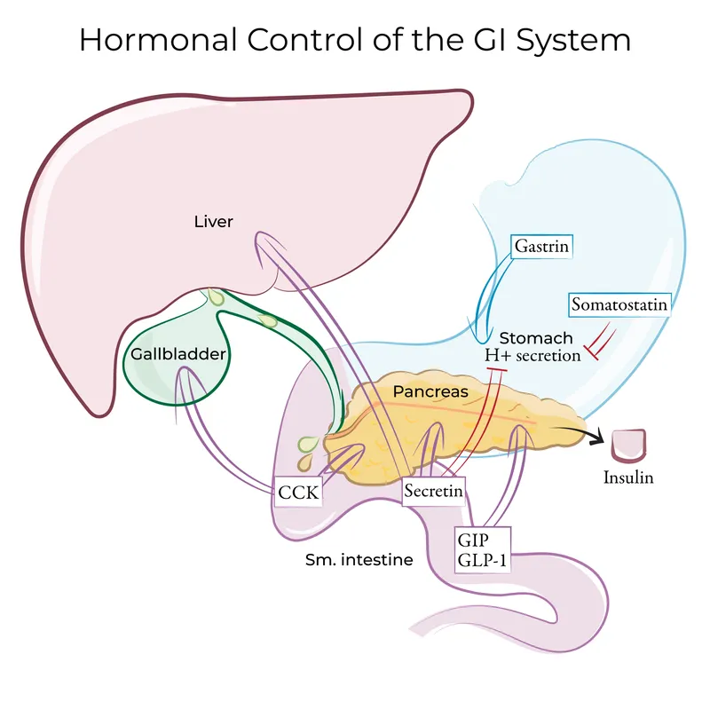 Hormonal Control of the GI System
