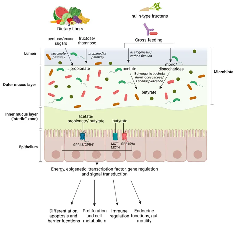 SCFA production from fiber and effects on colonocytes