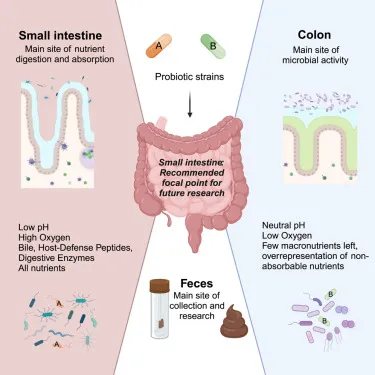 GI tract microbial activity and probiotic research
