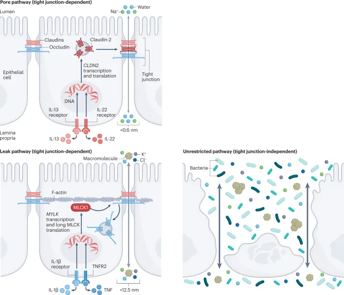 Intestinal Barrier Pathways