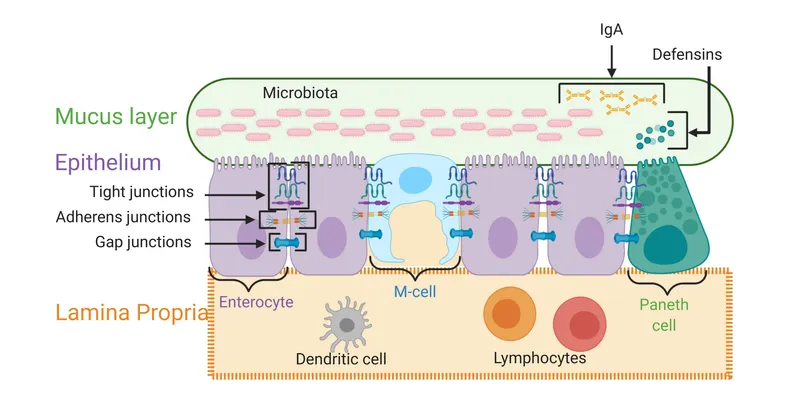 Intestinal barrier: epithelium, junctions, immune cells