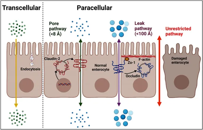 Intestinal Barrier: Transcellular vs. Paracellular Pathways