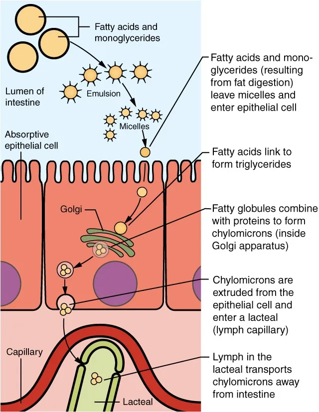 Lipid digestion and absorption in intestinal cell