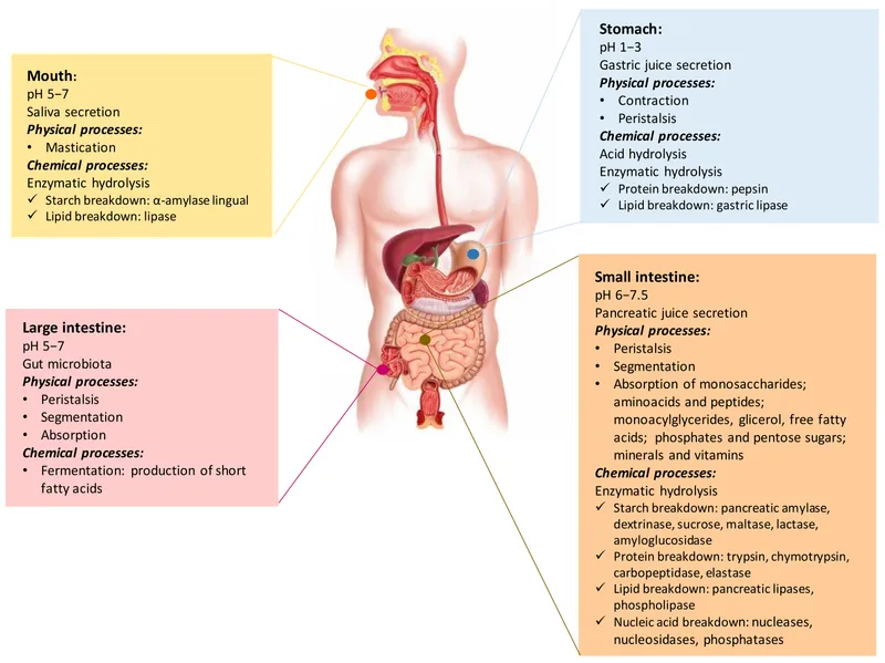 Lipid Digestion and Absorption in the GI Tract