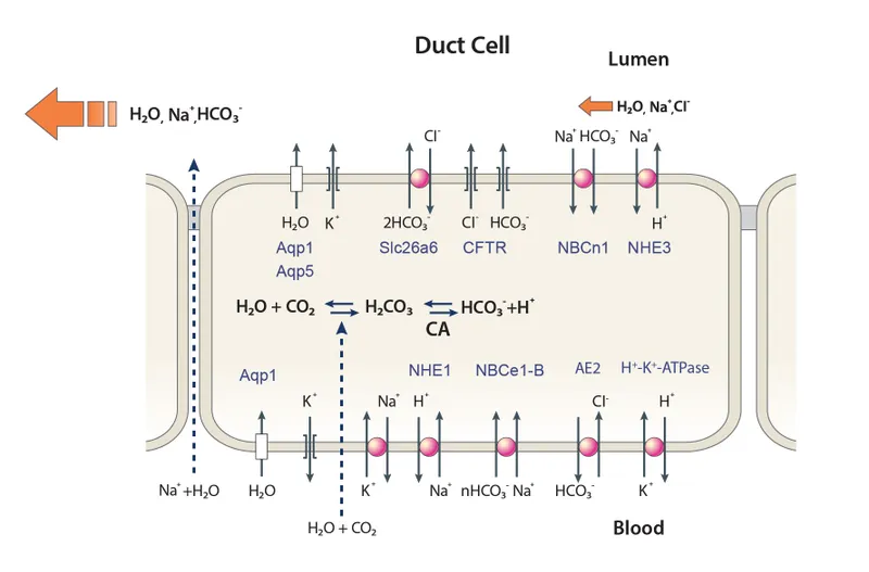 Pancreatic bicarbonate secretion mechanism