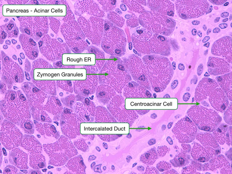 Pancreatic Acinar Cells with Zymogen Granules