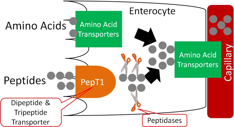 Protein Digestion & Absorption in Enterocyte