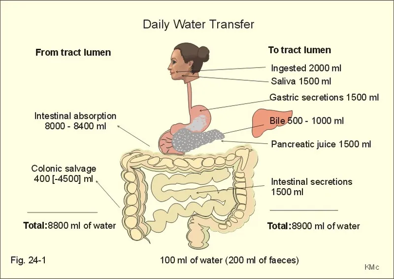 Daily Water Transfer in the GI Tract