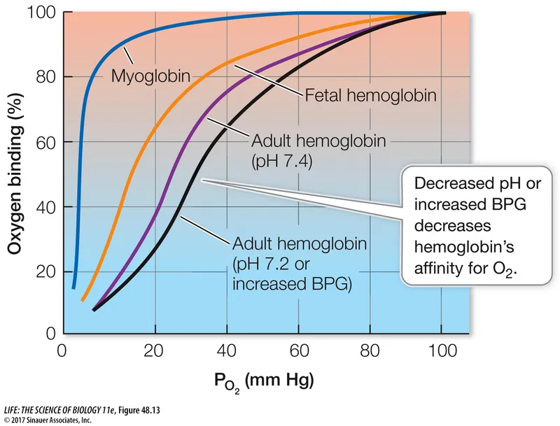 Oxygen-hemoglobin dissociation curves: pH, BPG, and types