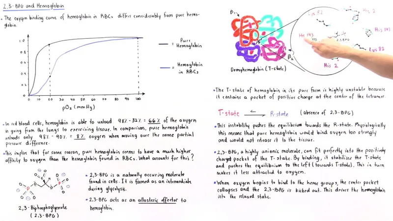 2,3-BPG effects on oxygen affinity
