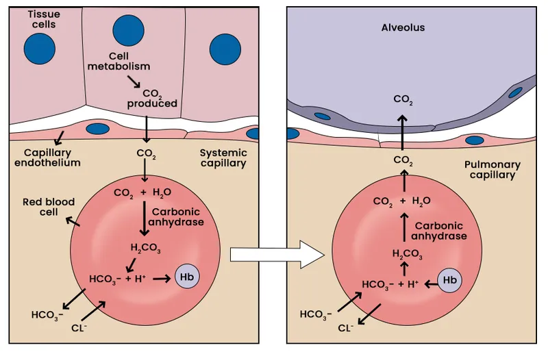 CO2 transport in blood: systemic and pulmonary capillaries