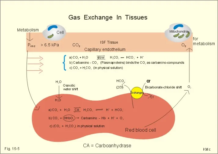 CO2 Transport and Chloride Shift in Red Blood Cells