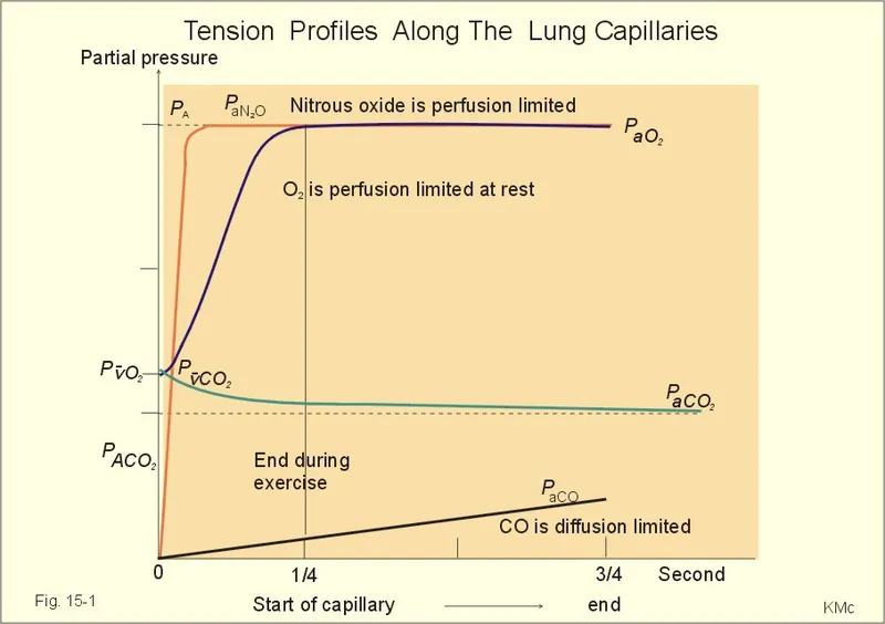 Gas partial pressure changes along pulmonary capillary