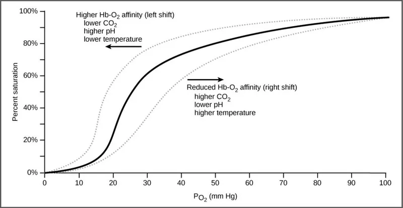 Oxygen-hemoglobin dissociation curve