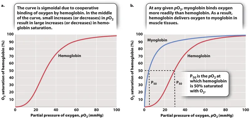 Oxygen-hemoglobin and myoglobin dissociation curves