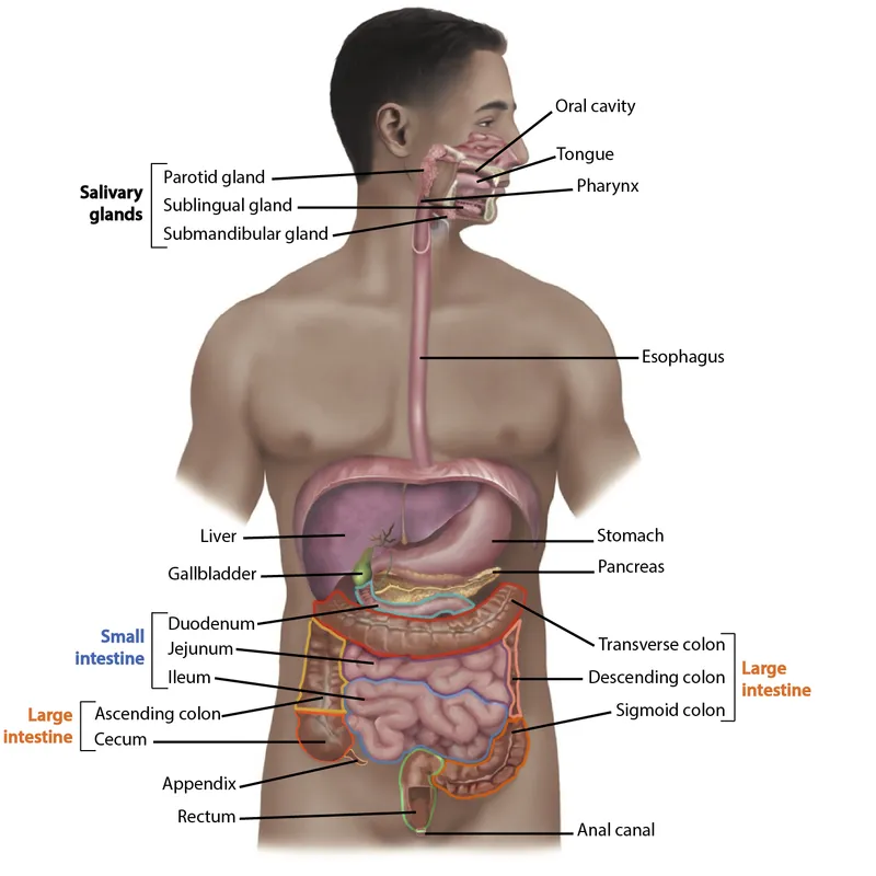 Anatomical illustration of the human digestive system