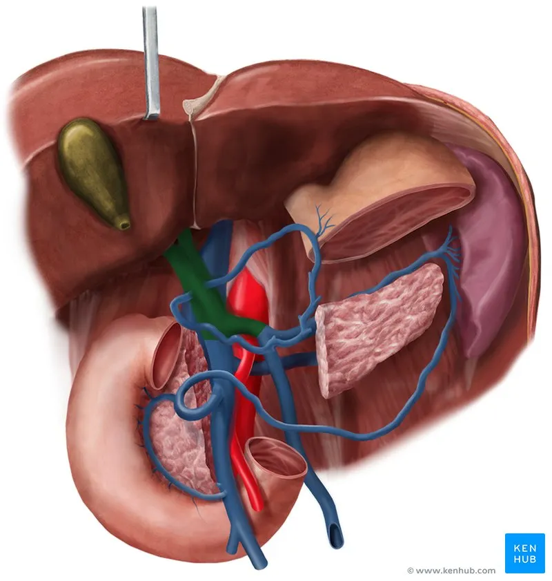 Portal vein formation and portosystemic anastomoses