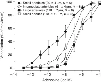 Adenosine Vasodilation in Arterioles and Small Arteries