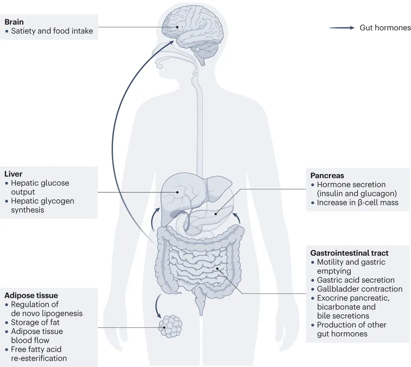 Gut hormones and their effects