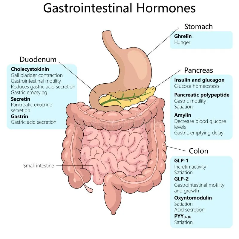 Gastrointestinal Hormones and Their Functions
