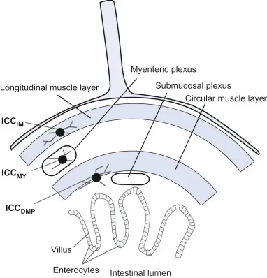 Interstitial Cells of Cajal in GI Tract