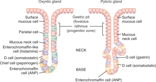 Oxyntic and Pyloric Glands Cell Types and Secretions
