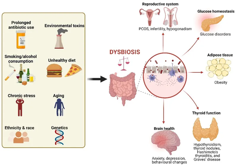 Dysbiosis causes and systemic health impacts
