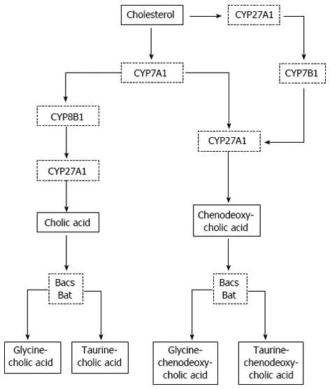 Bile acid synthesis pathway