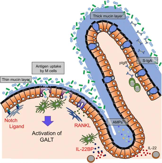 Intestinal Immune System: M cell antigen uptake, IgA