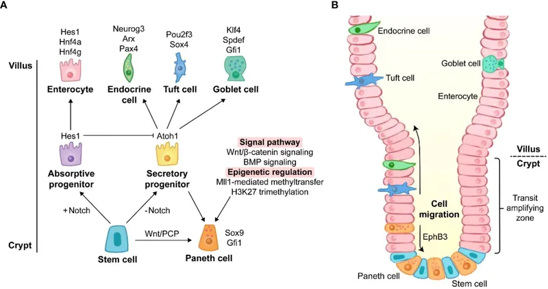 Intestinal crypt cell differentiation and migration