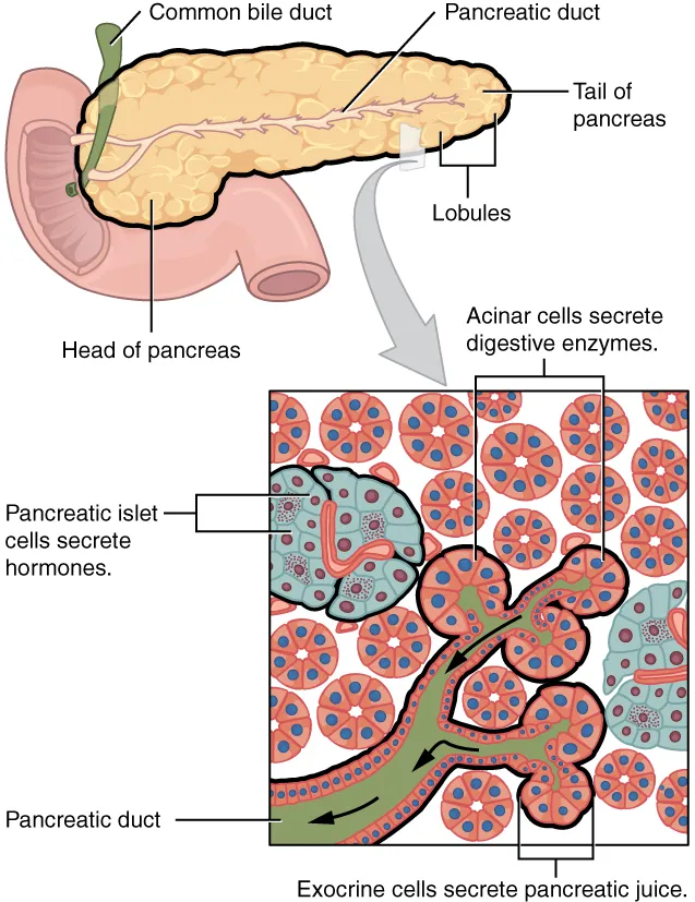 Pancreatic Exocrine Function and Histology