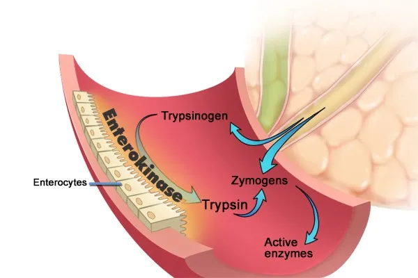 Pancreatic Zymogen Activation