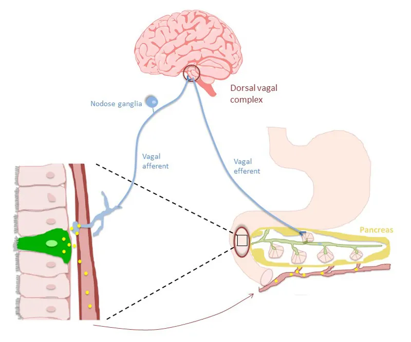 Vagal regulation of pancreatic exocrine function