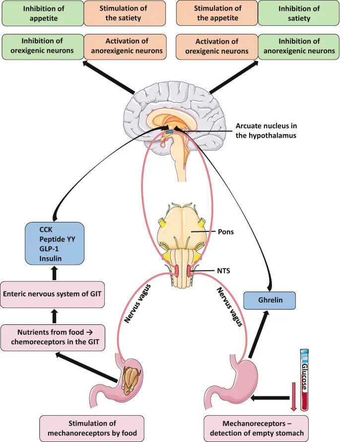 Regulation of Food Intake by Hypothalamus and Gut