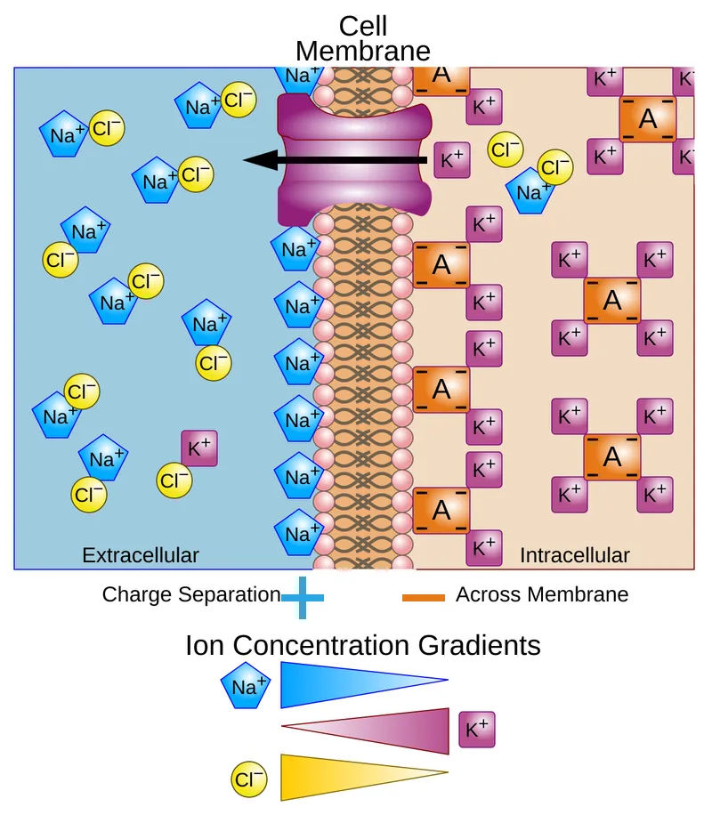 Resting membrane potential ion distribution and Na/K pump