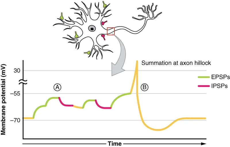 EPSP, IPSP, and summation at axon hillock