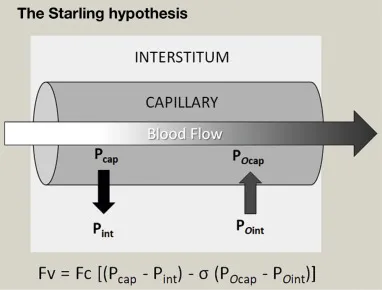 Starling forces and fluid movement at the capillary