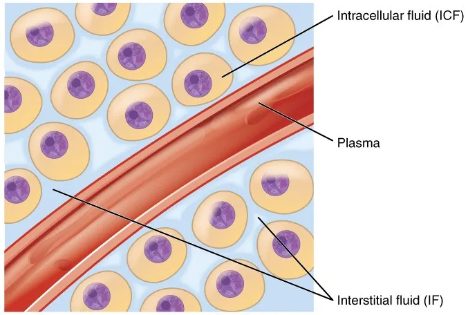 Body Fluid Compartments: ICF, Plasma, and Interstitial Fluid