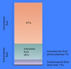 Body Fluid Compartments: Intracellular vs. Extracellular