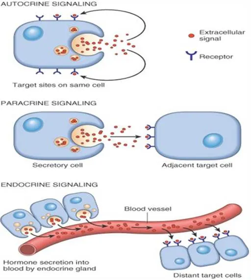 Autocrine, Paracrine, and Endocrine Signaling