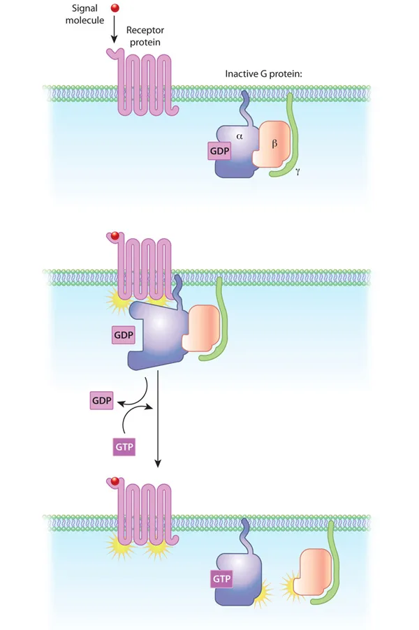 G-protein activation cycle: GDP-GTP exchange