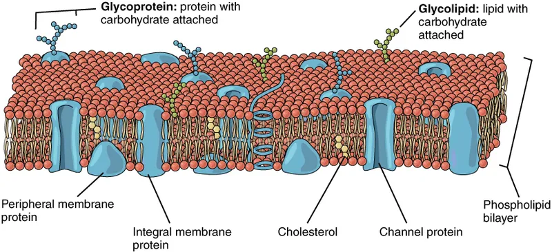 Fluid mosaic model of cell membrane