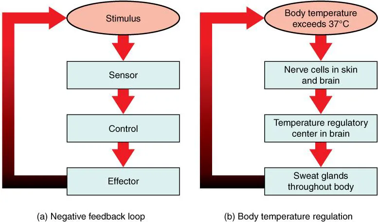 Negative feedback loop and body temperature regulation