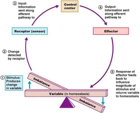 Homeostasis Feedback Loop Diagram