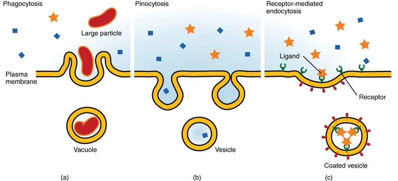 Types of Endocytosis
