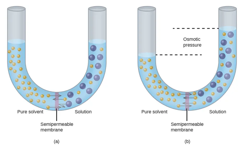 Osmosis and osmotic pressure diagram
