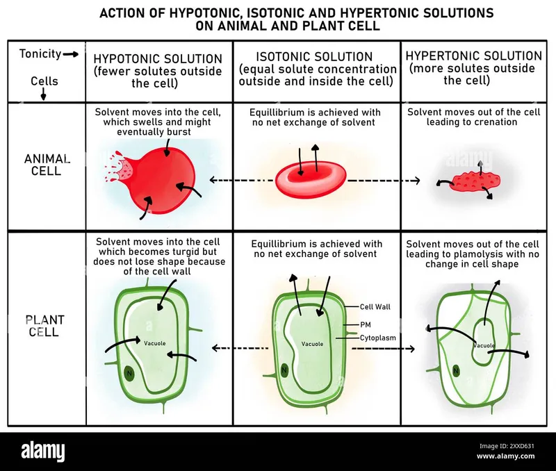 Osmosis in animal and plant cells