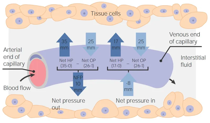 Starling forces and fluid exchange across capillary wall